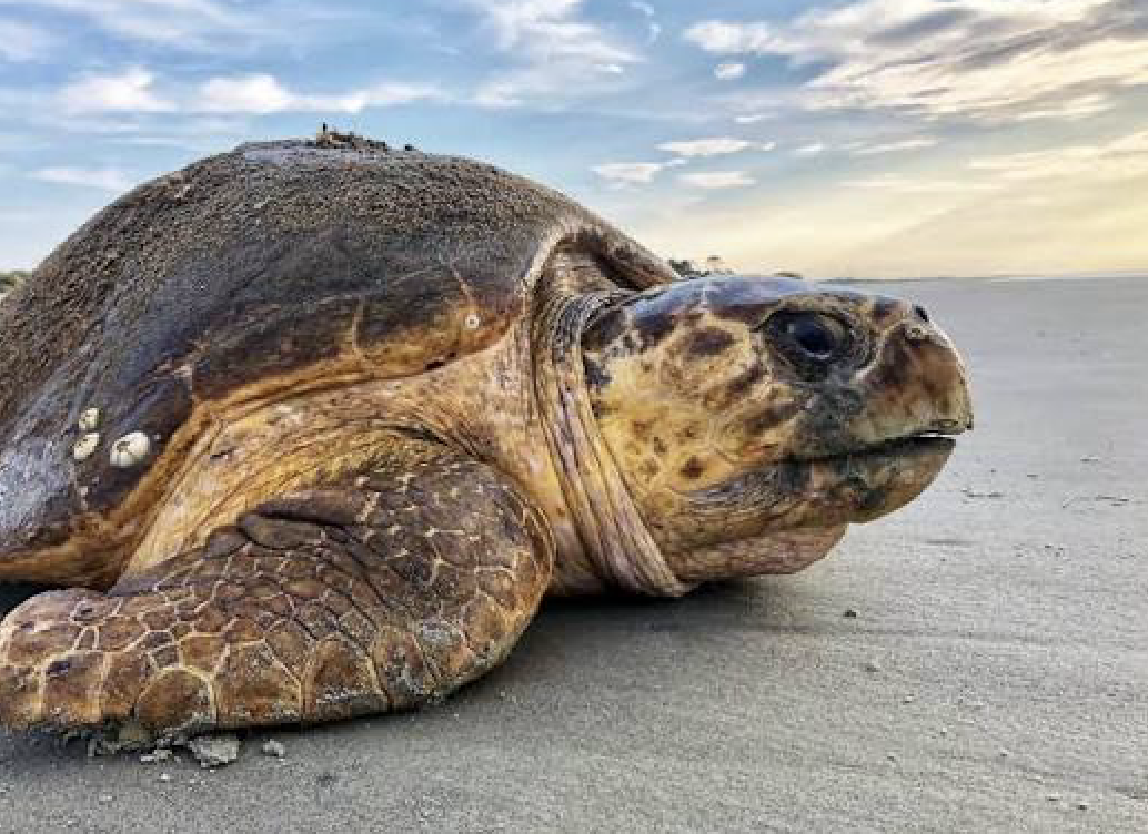 King Tides Wash Out Sea Turtle Nests on Jupiter and Juno Beach — Right at the End of a Record-Breaking Season