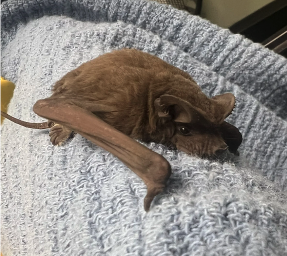 A Tiny Rescue, a Big Surprise, and the Wild Mix-up at Busch Wildlife Sanctuary