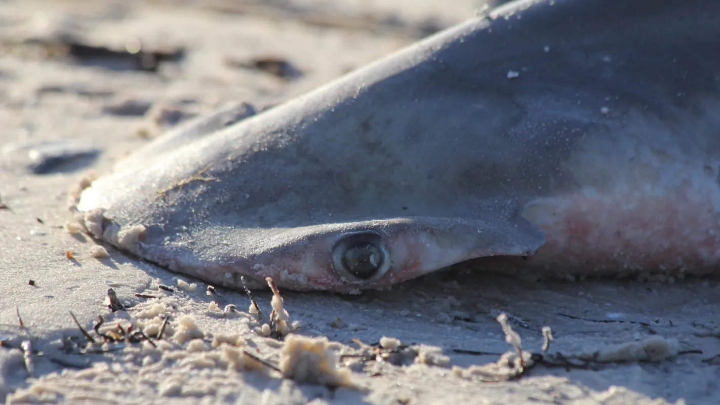 A Dead Great Hammerhead Washed Up Near Jupiter Beach Resort. It's the Sixth in Florida This Year.