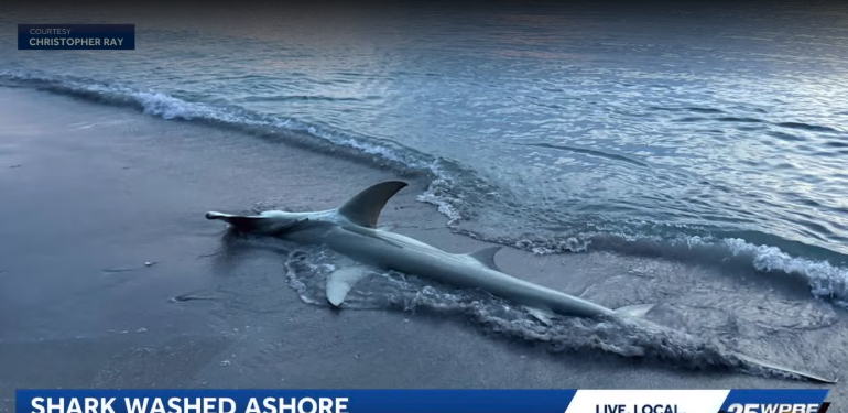 Two Sharks in One Day Near Jupiter — A Possible Great White Hooked Off the Coast and a Dead Hammerhead South of Jupiter Beach Resort